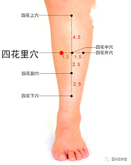 四花上穴|董氏针灸——林正泰教授网络课程之【四花穴】